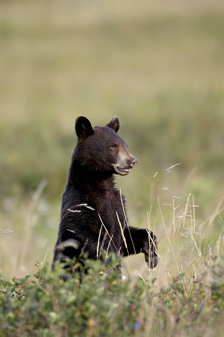 Black bear (Ursus americanus) cub, Waterton Lakes National Park, Alberta, Canada, North America