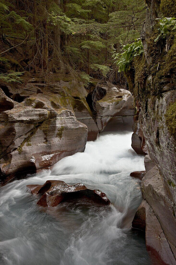 Avalanche Gorge, Glacier National Park, Montana, United States of America, North America