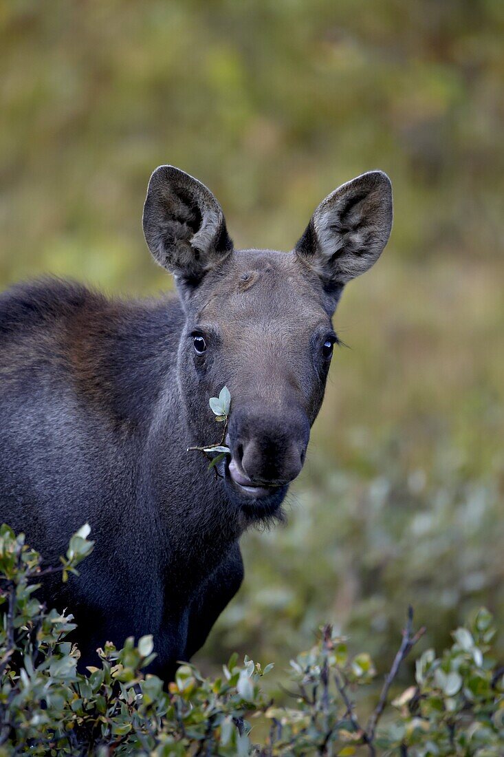 Moose (Alces alces) calf eating, Colorado State Forest State Park, Colorado, United States of America, North America