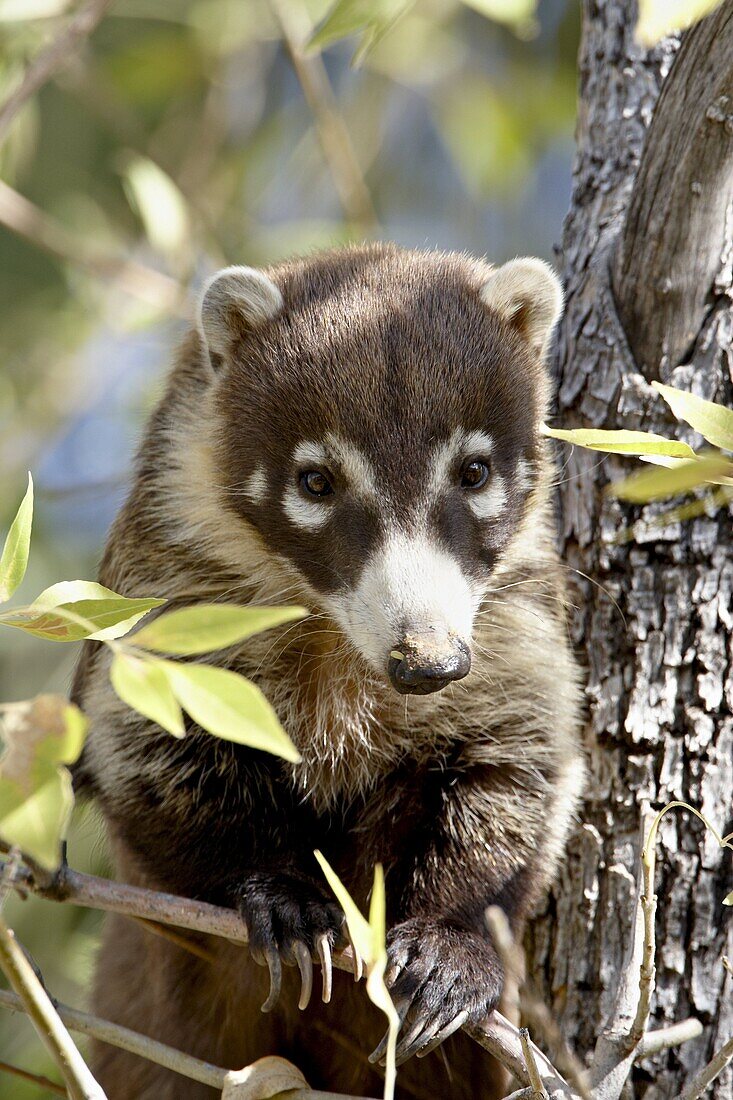 Coati (Nasua narica) in captivity, Arizona Sonora Desert Museum, Tucson, Arizona, United States of America, North America