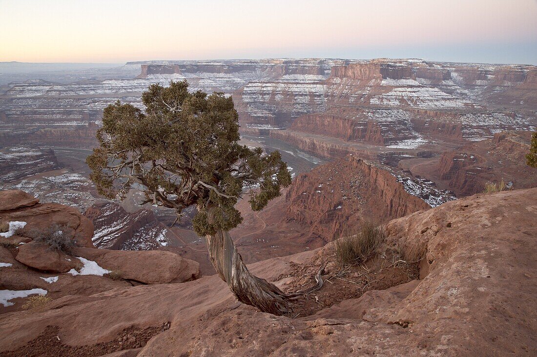 Juniper at the edge of the mesa in the winter with snow, Dead Horse State Park, Utah, United States of America, North America
