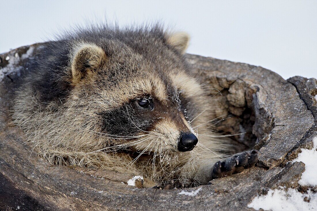 Raccoon (Procyon lotor) in the snow, in captivity, near Bozeman, Montana, United States of America. North America