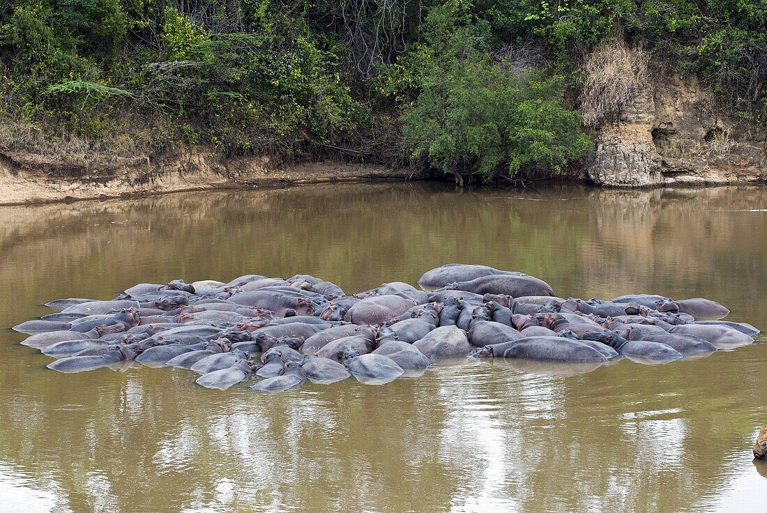 Herd of Hippopotamuses, (Hippopotamus amphibius), Masai Mara National Reserve, Kenya, East Africa, Africa