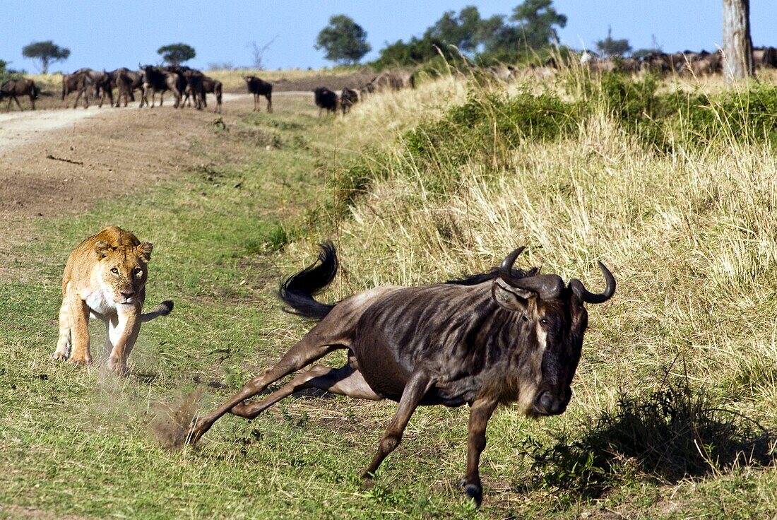 Female lion (Panthera leo) hunting wildebeest, Masai Mara National Reserve, Kenya, East Africa, Africa