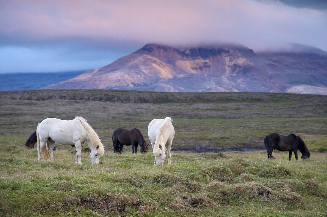 Icelandic horses, near Stykkisholmur, Snaefellsness Peninsula, West Iceland, Iceland, Polar Regions