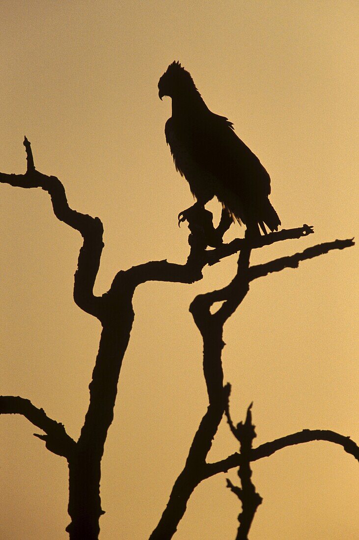 Silhouette of martial eagle (Polemaetus bellicosus), Botswana, Africa