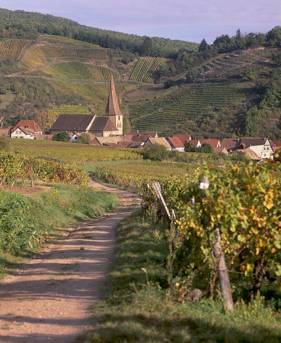 Niedermorschwihr, village of the Alsatian Wine Road, and its unique twisted bell tower, from the vineyards, Haut Rhin, Alsace, France, Europe