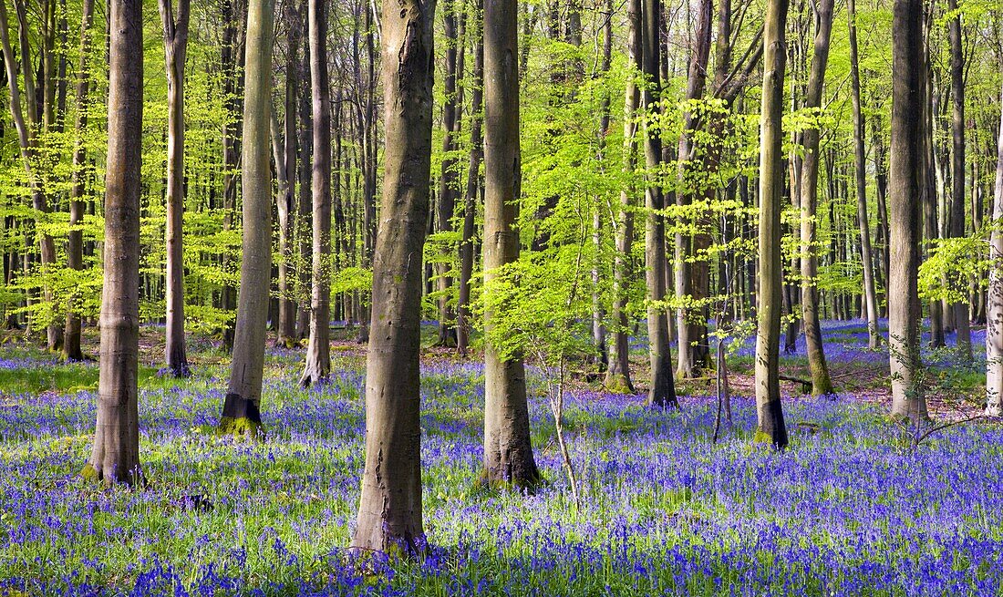 Bluebells growing in Micheldever Wood in the spring. Micheldever, Hampshire, England, United Kingdom, Europe