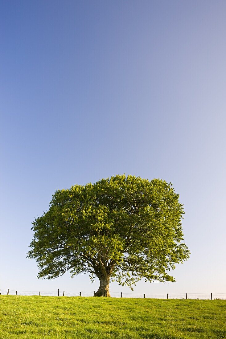 Single tree against a blue sky, Mid Devon, England, United Kingdom, Europe