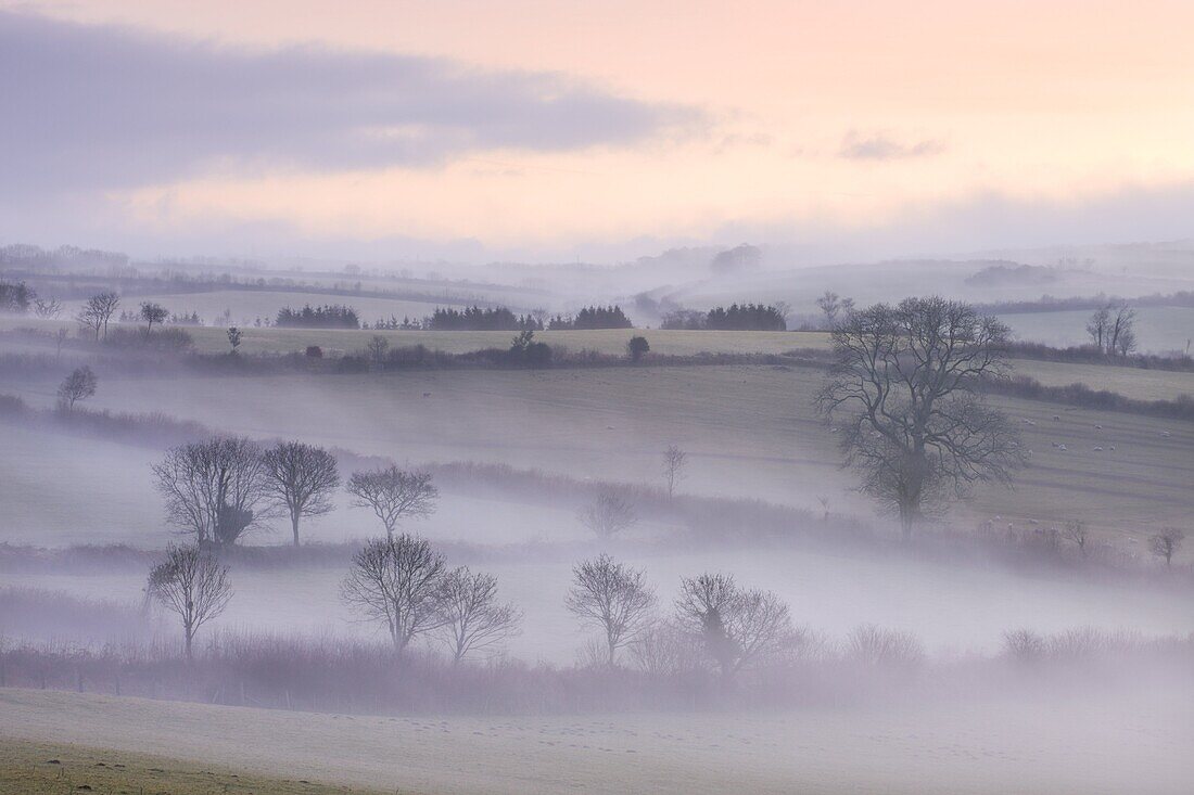 Mist lingers over the landscape by the Flitton Oak in winter, Exmoor National Park, North Molton, Devon, England, United Kingdom, Europe