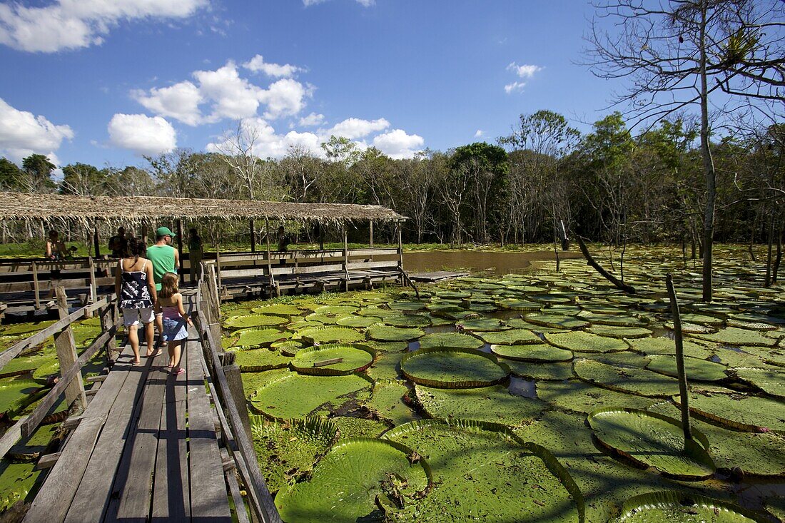 Giant lily leaves and flower in the Amazonian forest, Manaus, Brazil, South America