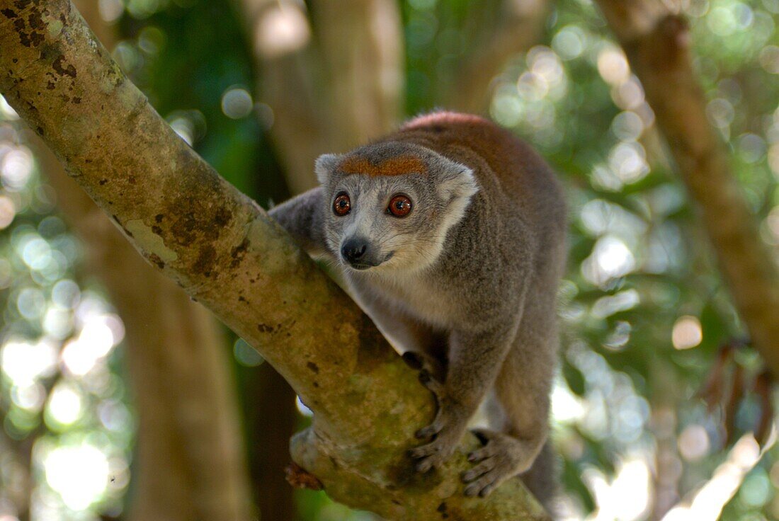 Crowned lemur (Eulemur coronatus), Ivoloina National Park, Toamasina, Madagascar, Africa