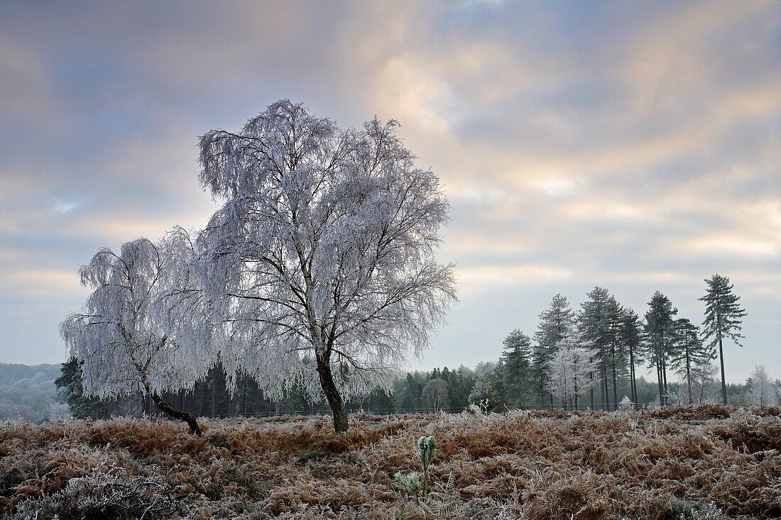 A heavy coating of hoar frost turns the New Forest trees white, New Forest, Hampshire, England, United Kingdom, Europe