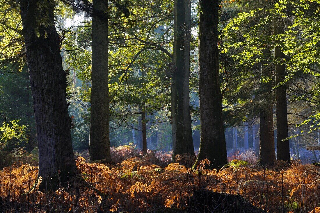 Autumn in Rhinefield Ornamental Drive, New Forest, Hampshire, England, United Kingdom, Europe