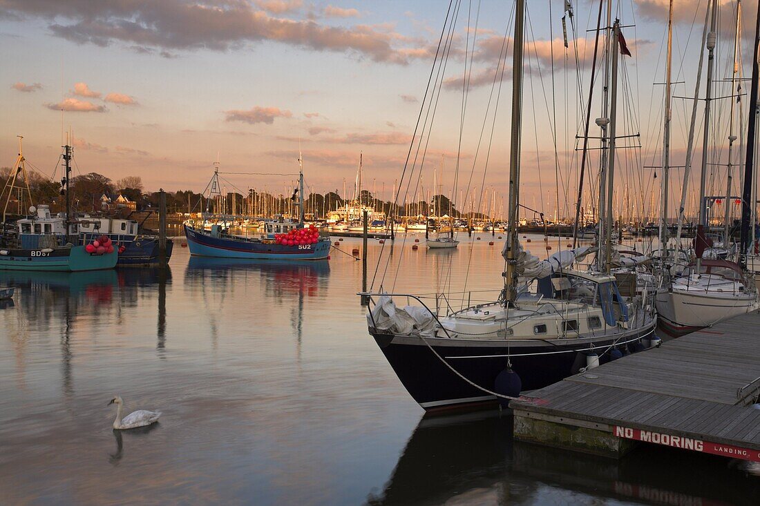 Swan in Lymington harbour, Lymington, Hampshire, England, United Kingdom, Europe