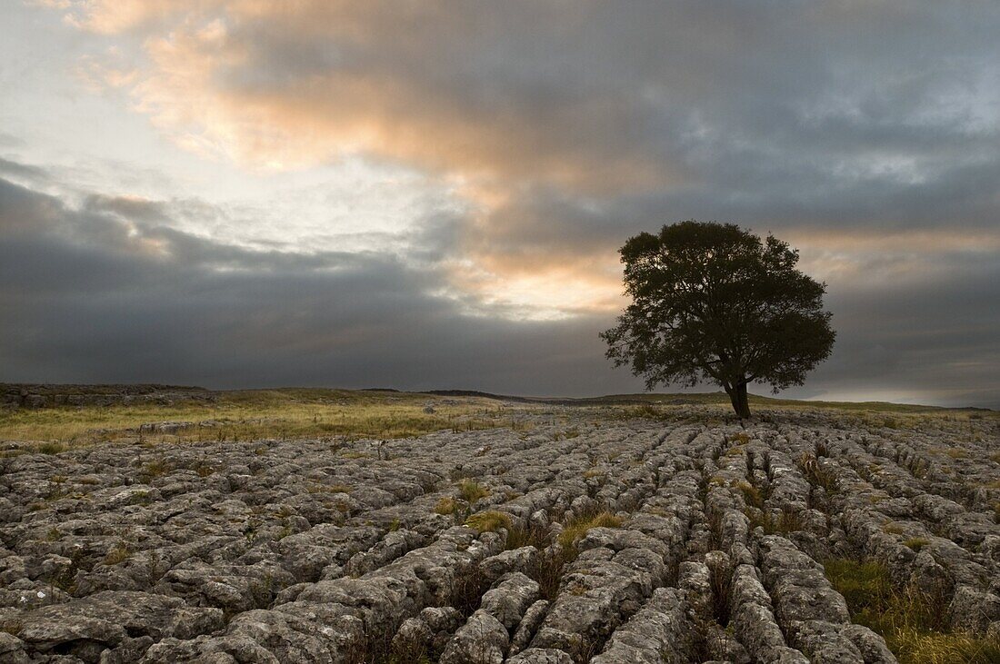 A lone hawthorn tree on limestone pavement outside Malham, Yorkshire, England, United Kingdom, Europe