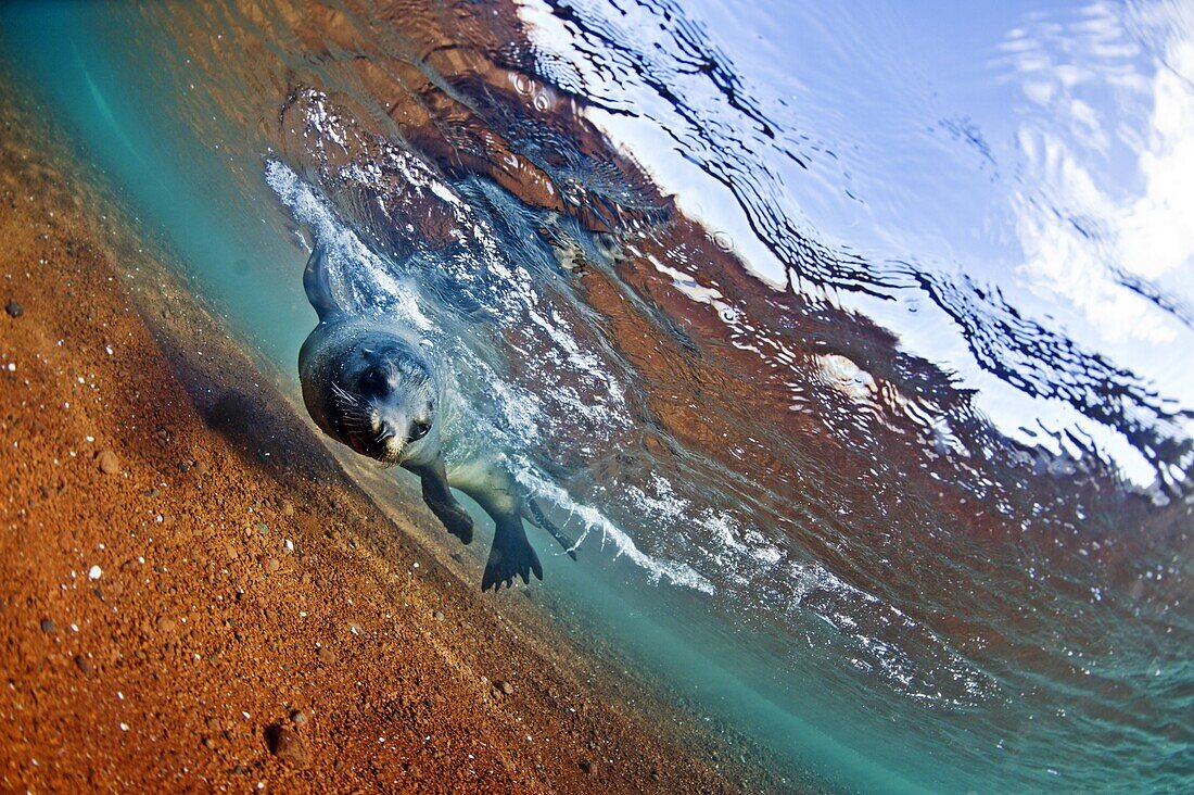 A sea lion in the shallow waters around Rabida Island, Galapagos, Ecuador, South America