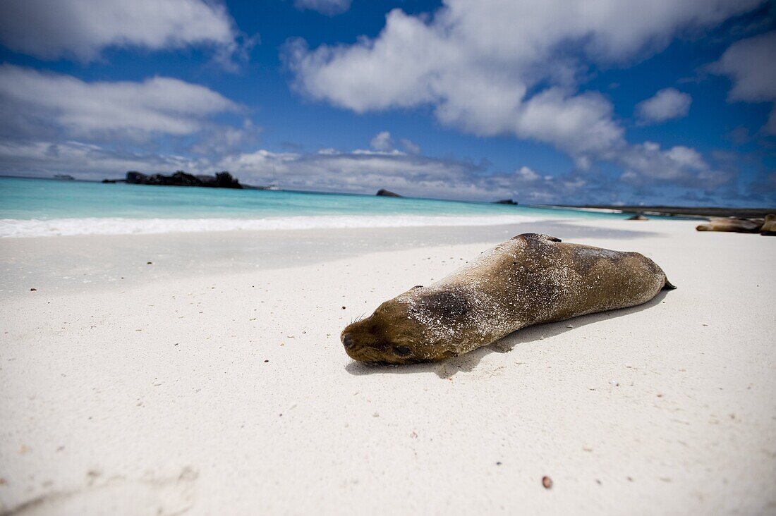 A sea lion on the beach, Galapagos Islands, UNESCO World Heritage Site, Ecuador, South America