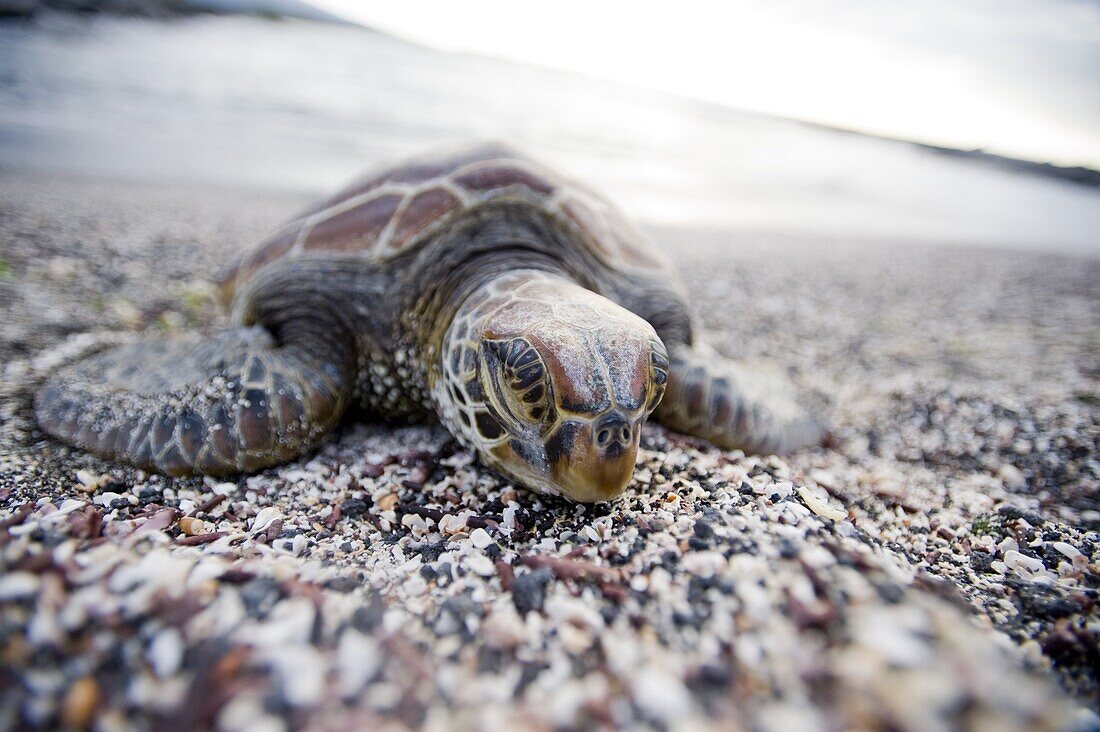 A Pacific green turtle, on the beach, Galapagos Islands, UNESCO World Heritage Site, Ecuador, South America