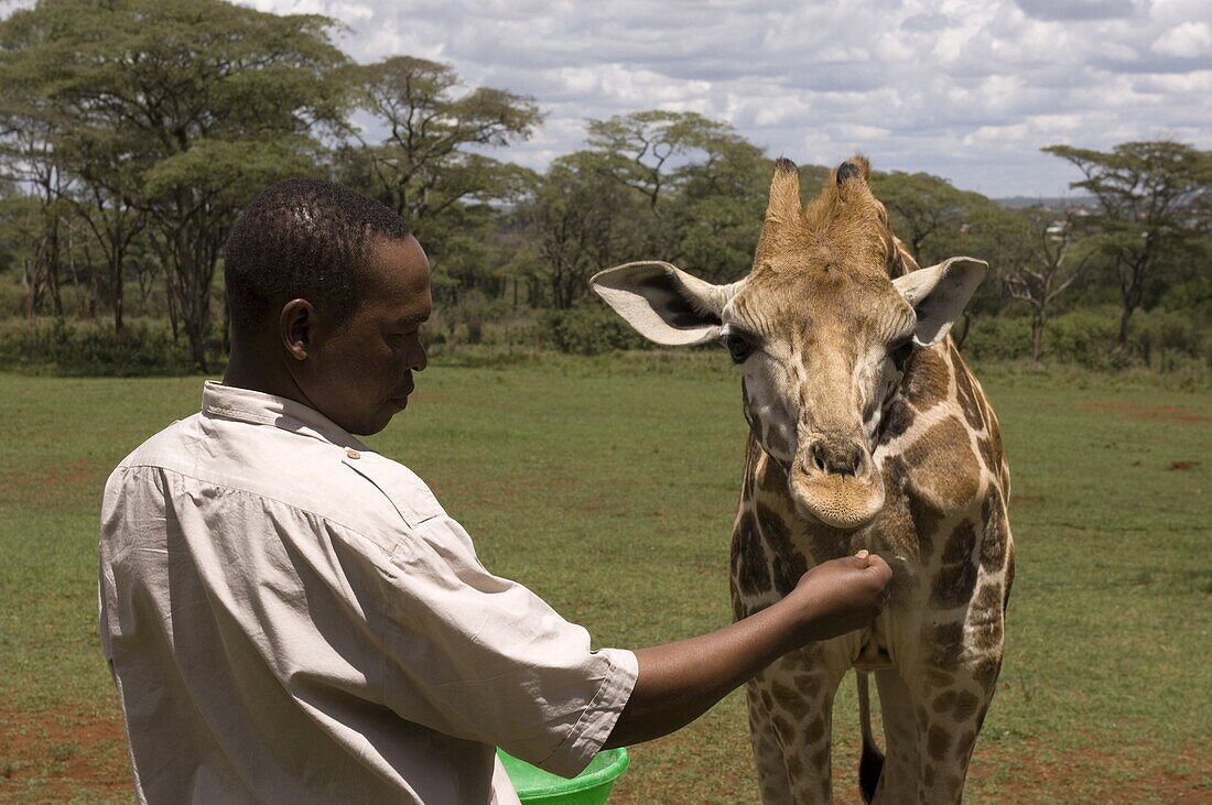 Rothschild giraffe, Giraffe Manor, Nairobi, Kenya, East Africa, Africa