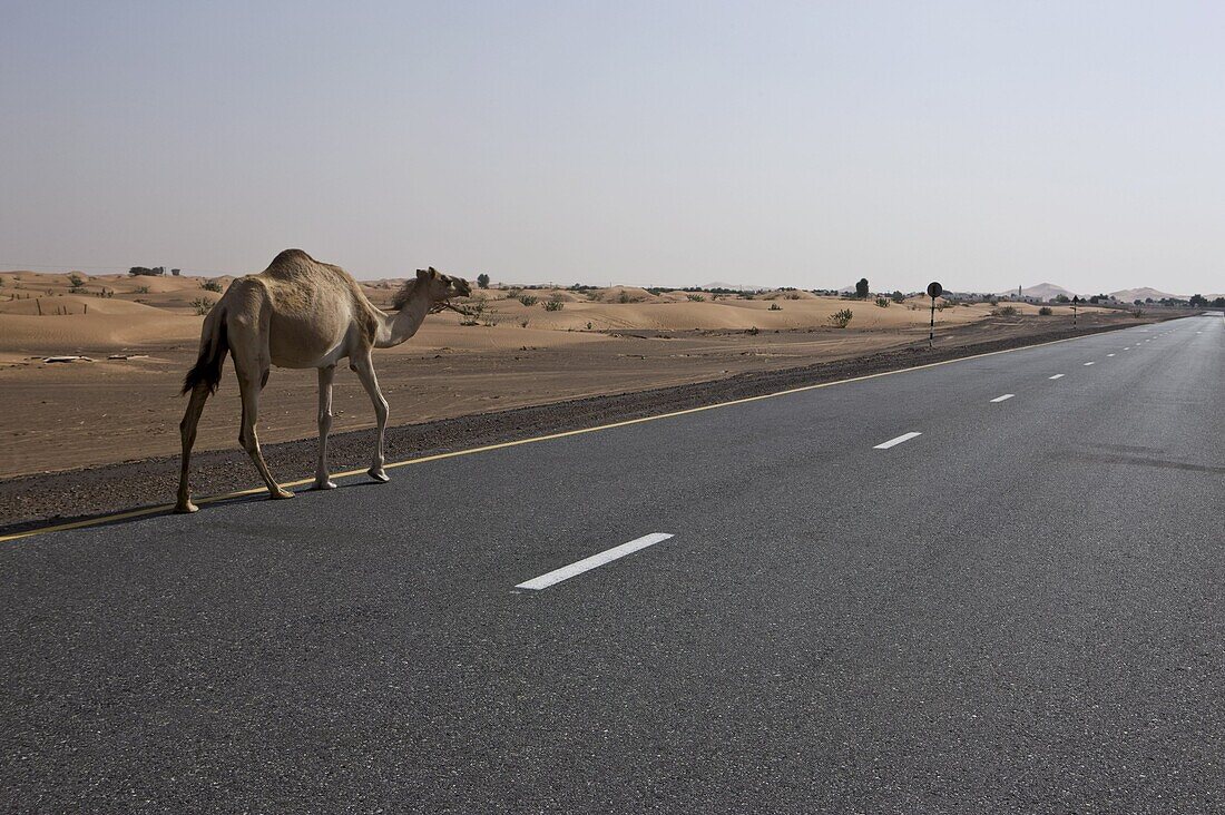 Lone camel walking along a road through the desert near Dubai, United Arab Emirates, Middle East