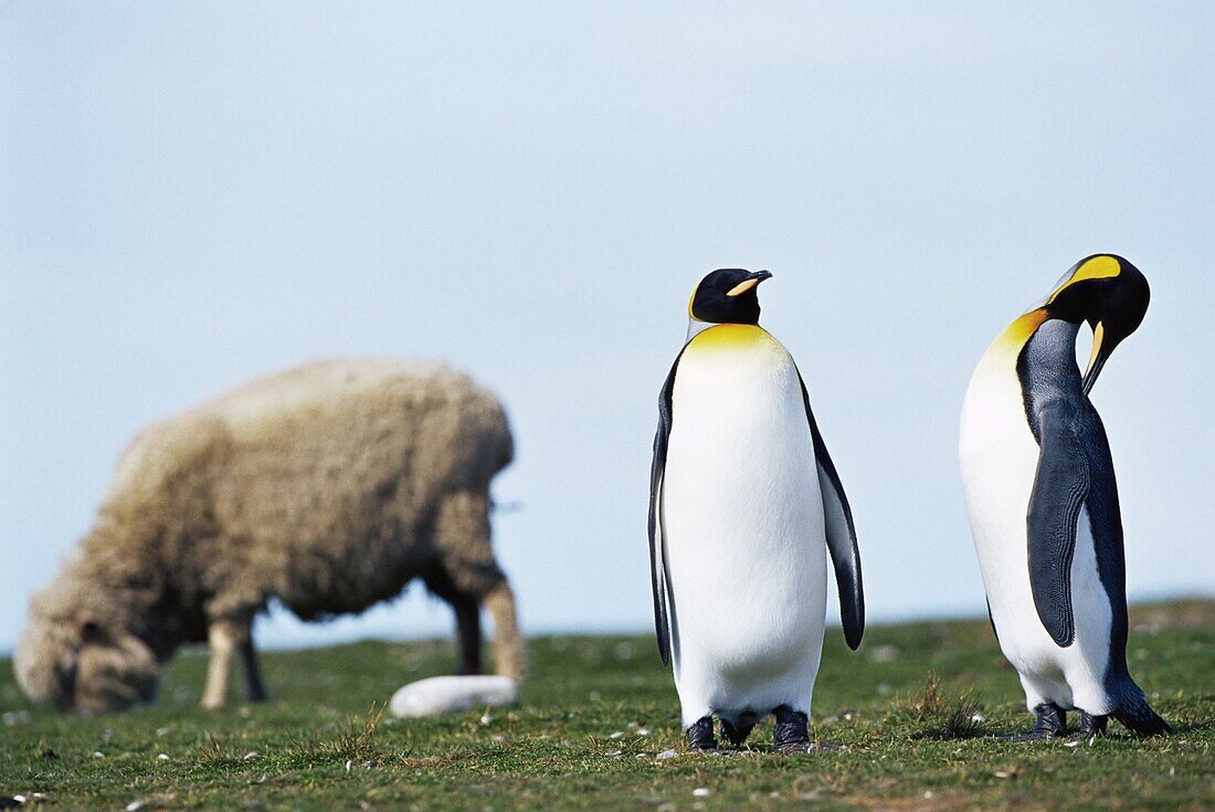 King penguins (Aptenodytes patagonicus) sharing their territory with a sheep, Volunteer Point, East Falkland, Falkland Islands, South Atlantic, South America