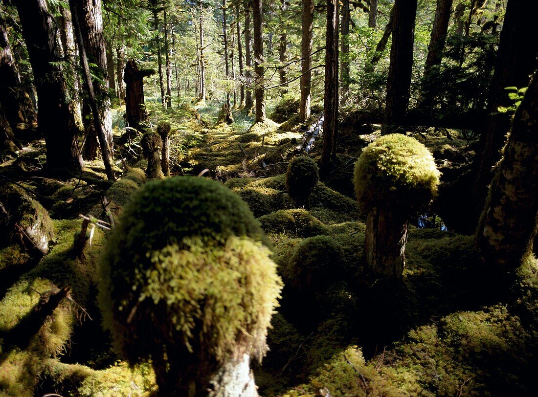 Queen Charlotte Islands, British Columbia (B.C.), Canada, North America