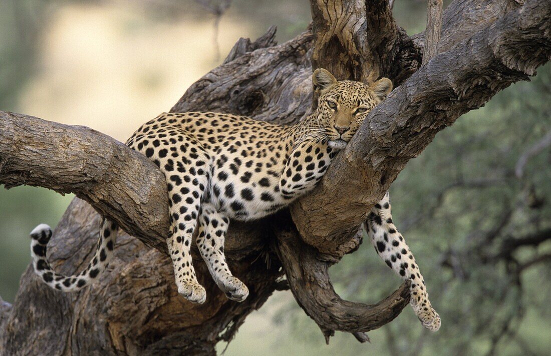 Leopard, (Panthera pardus), Duesternbrook Private Game Reserve, Windhoek, Namibia