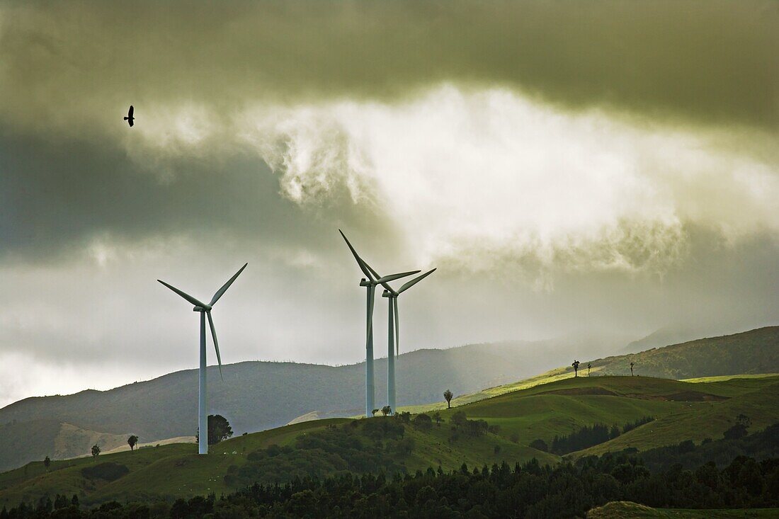 Wind turbines and soaring bird of prey, Ruahine ranges, Manawatu, North Island, New Zealand, Pacific