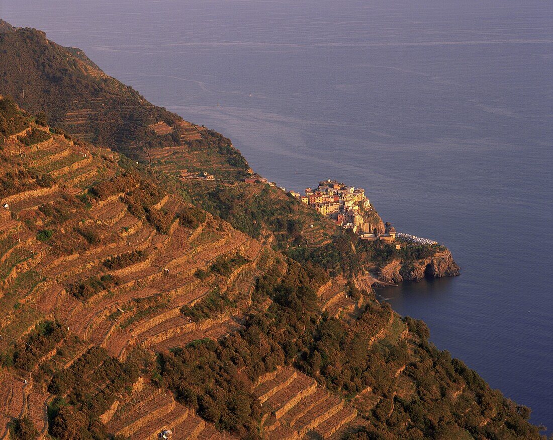 Village of Manarola and terraced vineyards at sunset, Cinque Terre, UNESCO World Heritage Site, Liguria, Italy, Europe