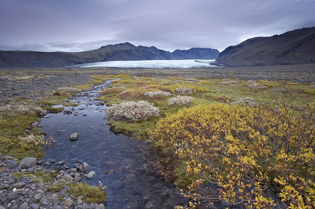 Vegetation at foot of retreating Skaftafellsjokull glacier, Skaftarell National Park, Iceland, Polar Regions