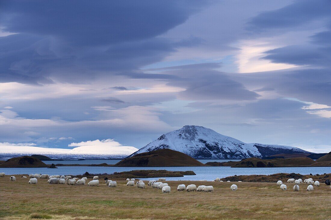 Icelandic sheep on east shore of Lake Myvatn, pseudo-craters and Mount Vindbelgjarfjall (Vindbelgur), 529m, in the distance, Myvatn area, Iceland, Polar Regions