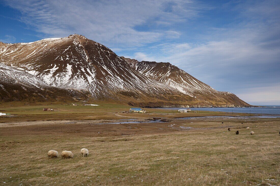 Farms and sheep in Njardvik valley, Borgarfjordur Eystri fjord in the distance, East Fjords area, Iceland, Polar Regions