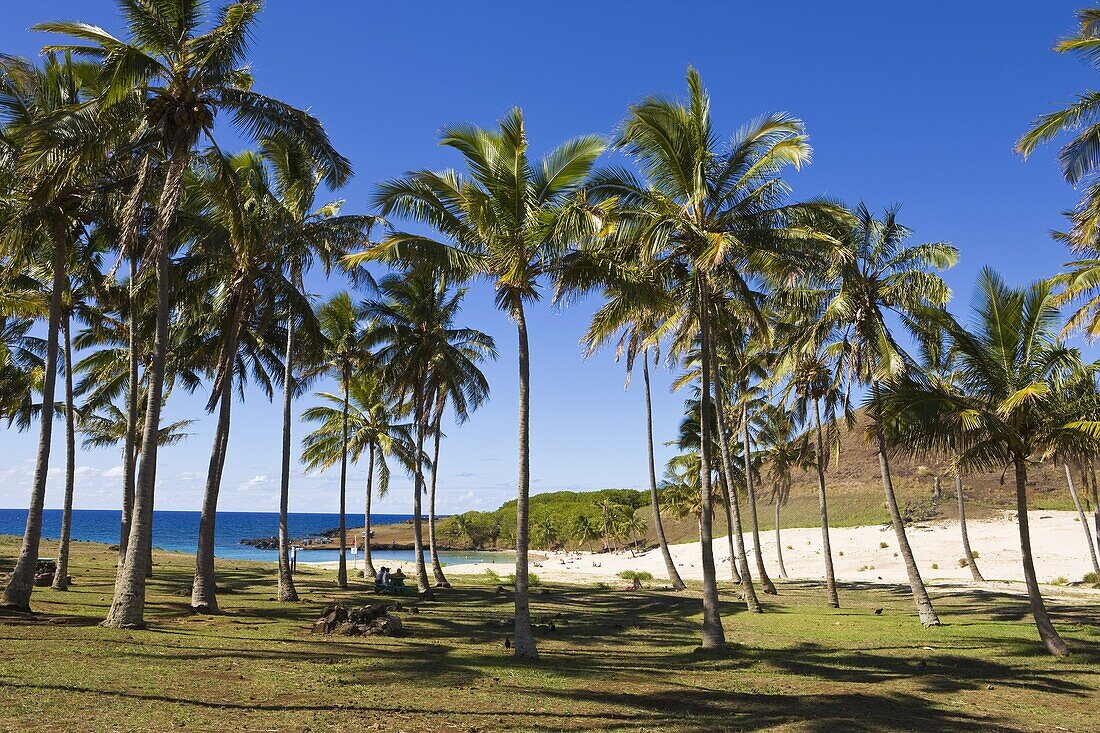 Anakena beach,  the Island's white sand beach fringed by palm trees,  Rapa Nui (Easter Island),  Chile,  South America