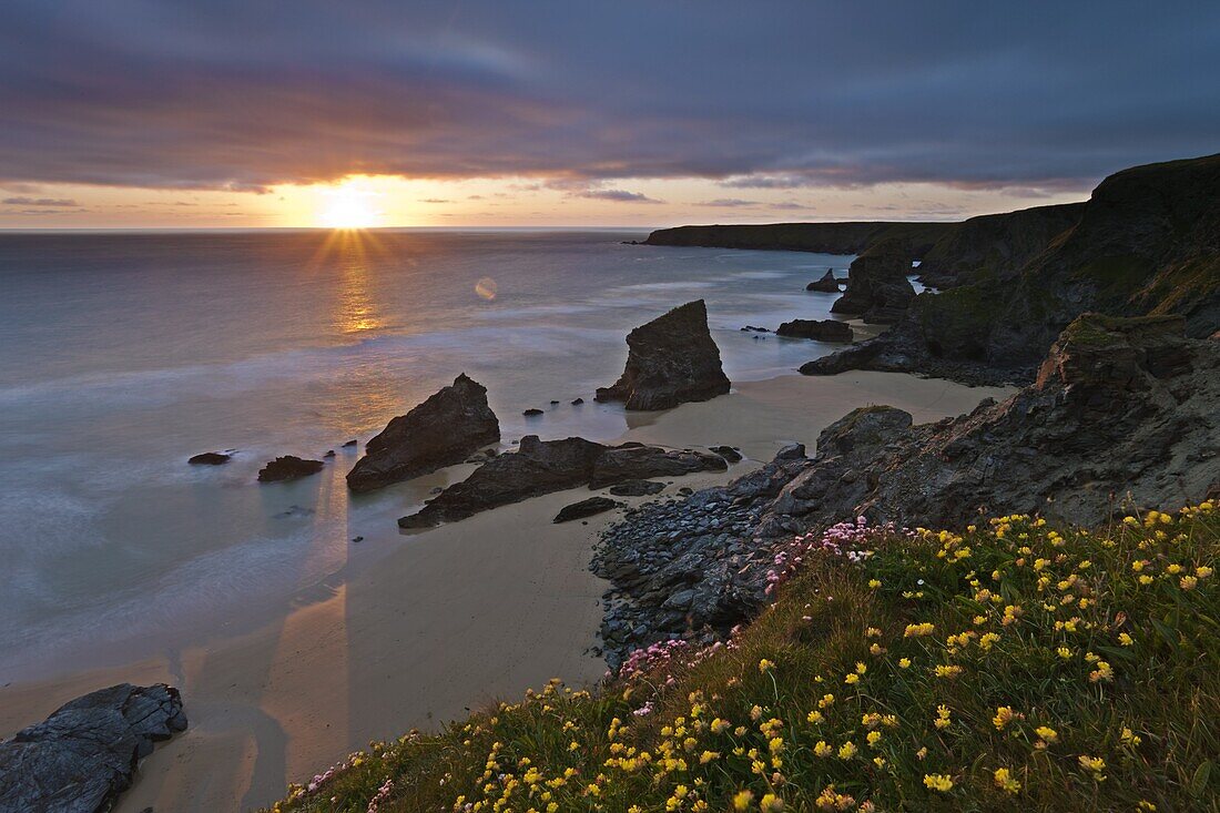 Spring wildflowers on the clifftops overlooking Bedruthan Steps,  North Cornwall,  England,  United Kingdom,  Europe