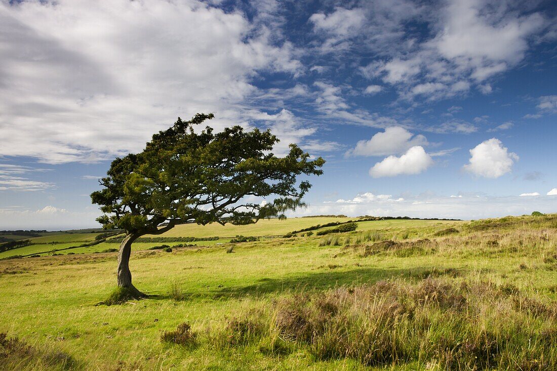 Windswept tree on moorland in Exmoor National Park,  Somerset,  England,  United Kingdom,  Europe
