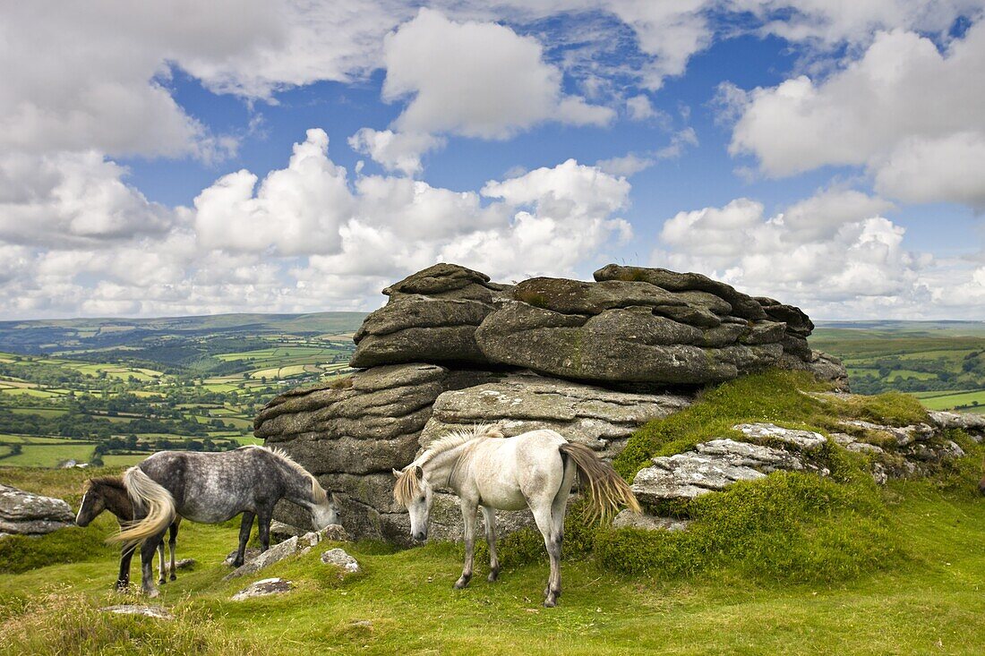 Ponies graze beside Chinkwell Tor in Dartmoor National Park,  Devon,  England,  United Kingdom,  Europe