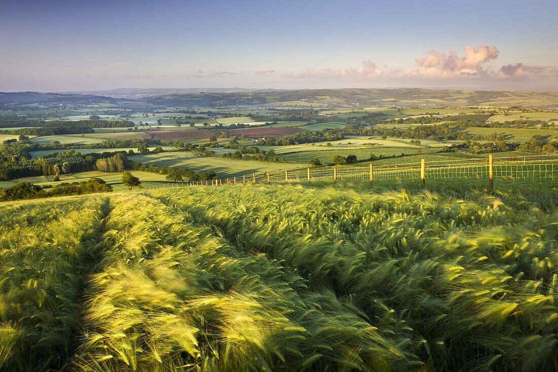 Golden ripened corn growing in a hilltop field in rural Devon,  England,  United Kingdom,  Europe