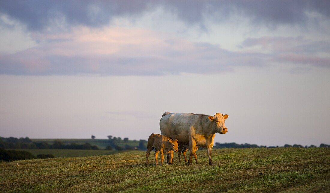 Mother cow and calves in a Devon field,  Lapford,  Devon,  England,  United Kingdom,  Europe
