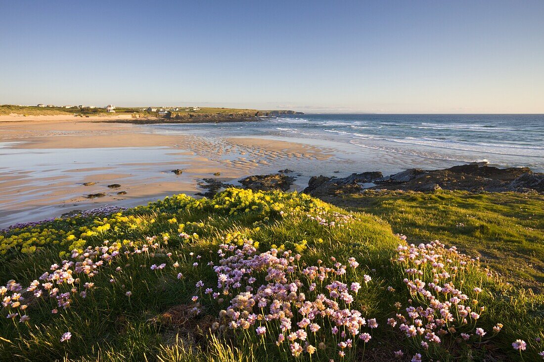 Sea thrift and kidney vetch growing on the clifftops above Constantine Bay,  Cornwall,  England,  United Kingdom,  Europe