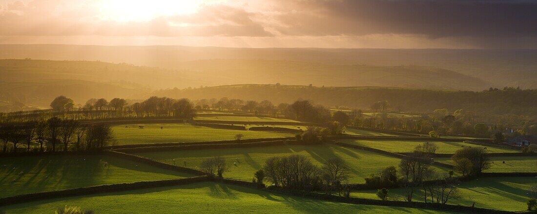 Evening sunlight bathes rolling fields in golden light,  Dartmoor National Park,  Devon,  England,  United Kingdom,  Europe