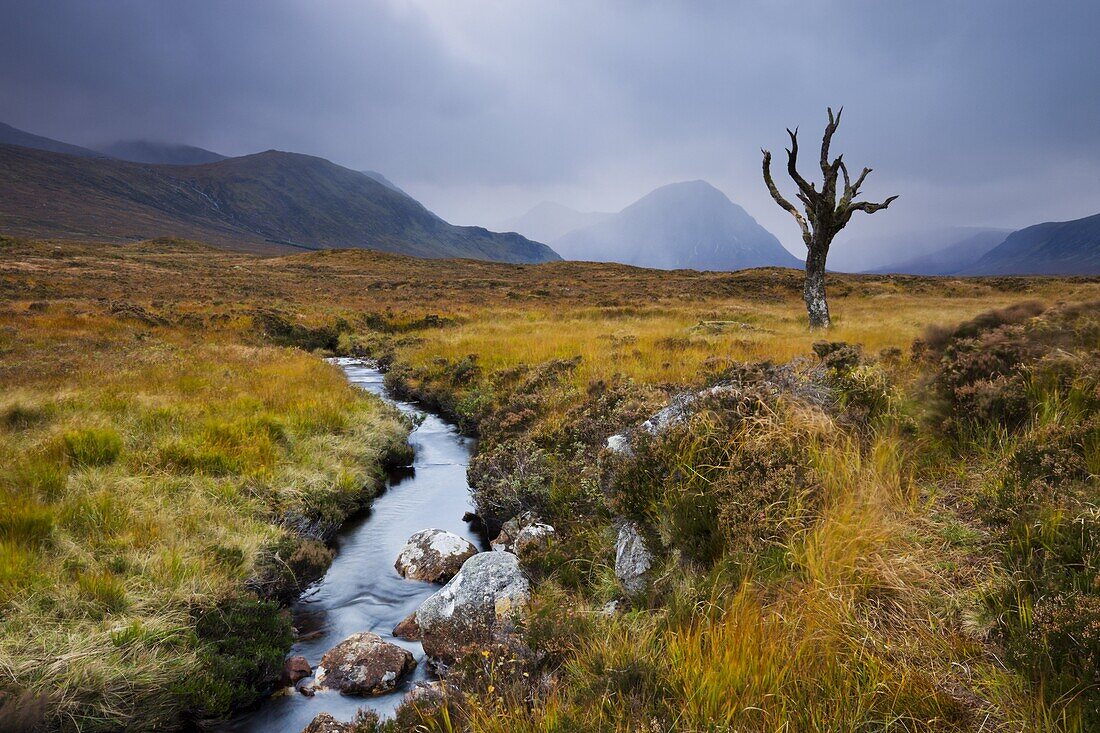 Dead tree and stream on moorland wilderness of Rannoch Moor,  Highlands,  Scotland,  United Kingdom,  Europe
