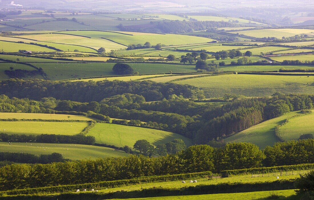 Rolling fields of Exmoor National Park,  Devon,  England,  United Kingdom,  Europe