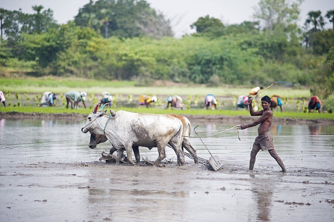 Farmer using cattle to plough rice paddy,  rice planters in background,  Tiruvannamalai district,  Tamil Nadu,  India,  Asia