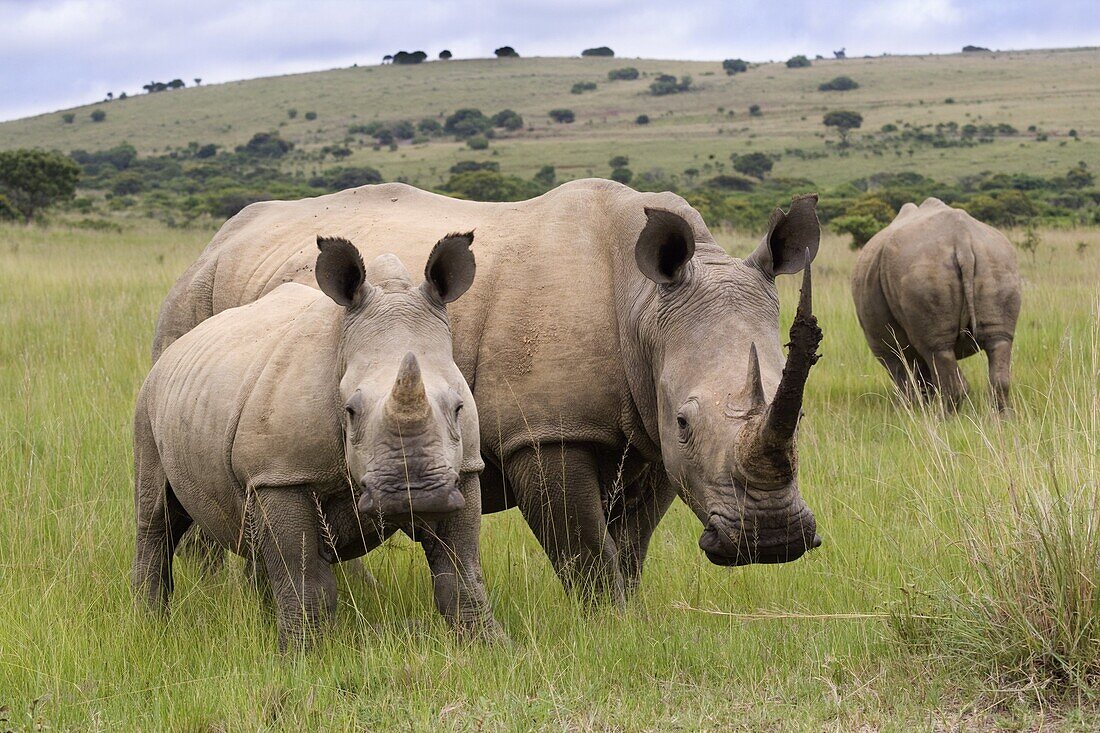 White rhino (Ceratotherium simum), and calf, Ithala Game Reserve, KwaZulu Natal, South Africa, Africa