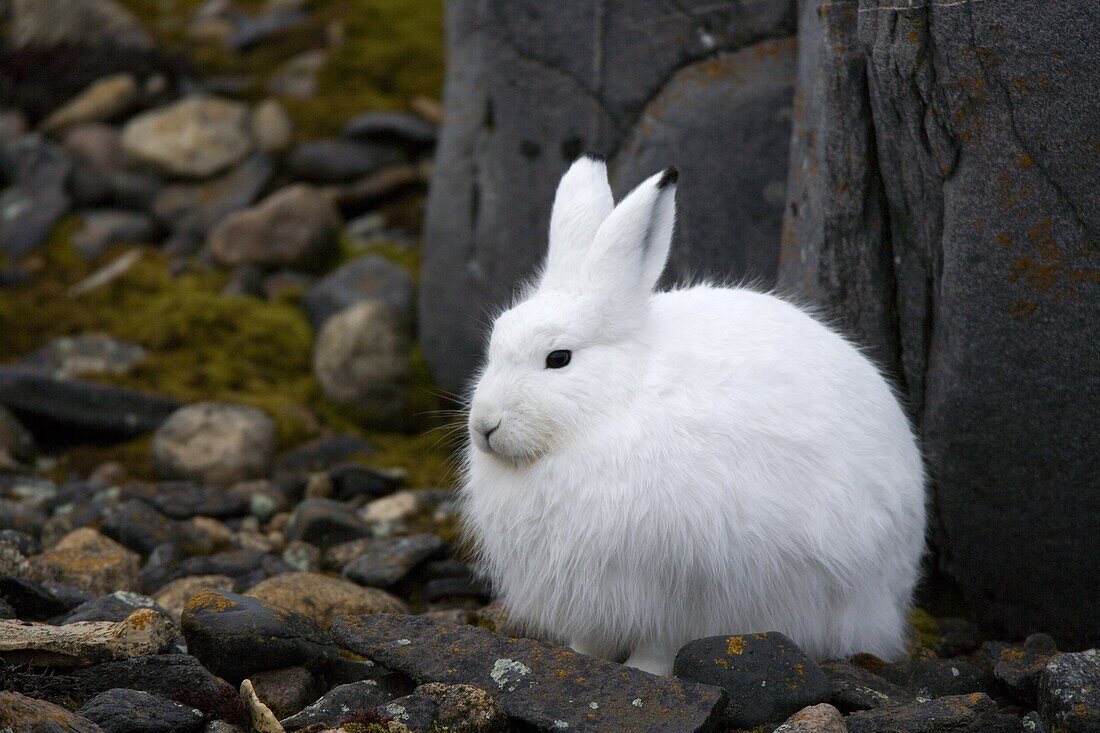 Snow hare, Lepus americanus, Churchill, Manitoba, Canada, North America