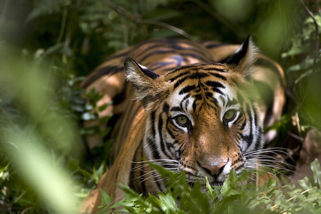 Female Indian Tiger (Bengal tiger) (Panthera tigris tigris) at samba deer kill, Bandhavgarh National Park, Madhya Pradesh state, India, Asia