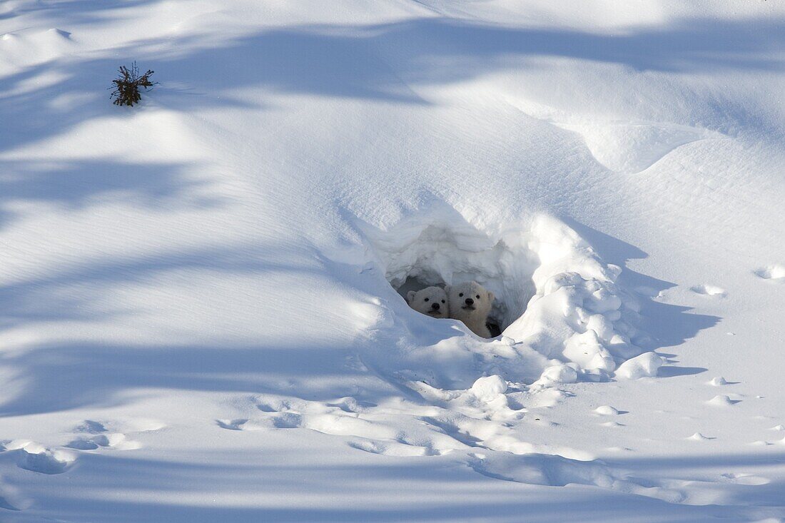 Polar bear (Ursus maritimus) cubs looking out of the den, Wapusk National Park, Churchill, Hudson Bay, Manitoba, Canada, North America