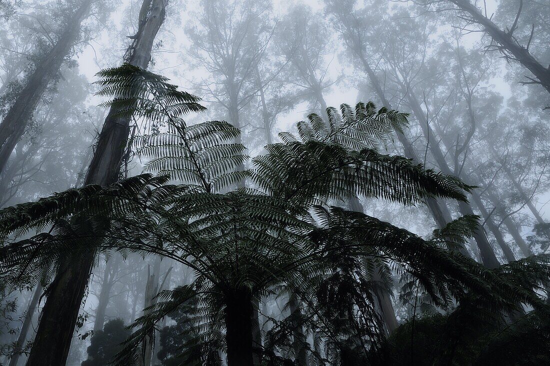 Mountain ash trees, the tallest flowering plants in the world, and tree ferns in fog, Dandenong Ranges, Victoria, Australia, Pacific