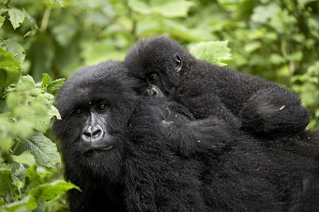 Adult female mountain gorilla (Gorilla gorilla beringei) with infant riding on her back, Amahoro A group, Volcanoes National Park, Rwanda, Africa